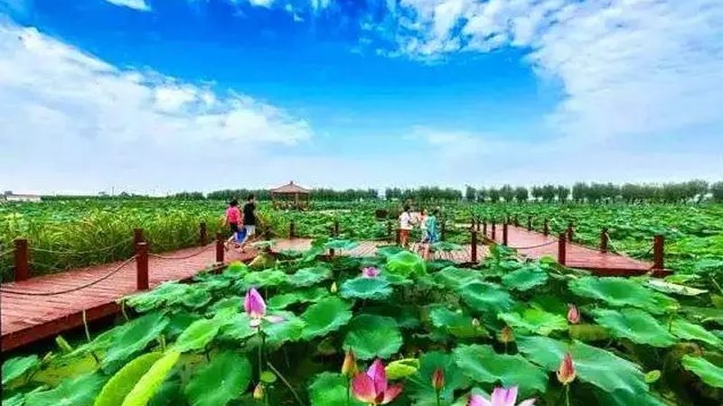 农民专业合作社注销，地域差异下的费用考量