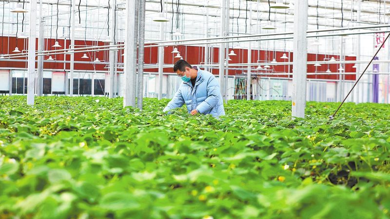 绿色食品标志：如何规范使用与下载