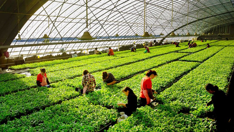 草莓种植专用肥料如何选择：关键要素与误区解析